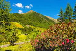 Alpenrosenstrauch  auf dem Weg zum Wannserhof (Walten)