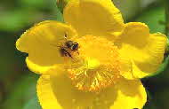 Fleisiges "Passeirer Bienchen"