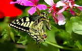 Schmetterling auf Geranie am Balkon