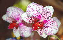 Orchideen auf den Fensterbnken unseres Speissaales